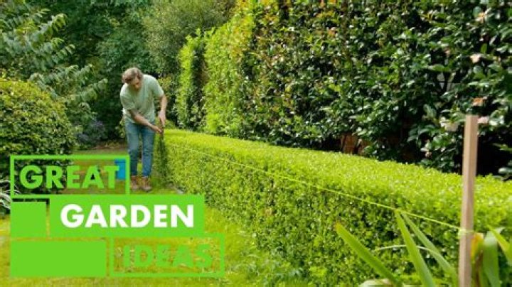 Why do gardeners trim the top of hedges?