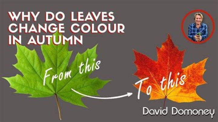 Why do leaves turn black in water?