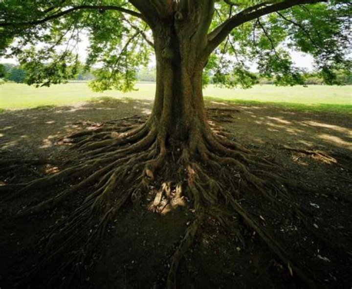 Why do maple tree roots grow above ground?