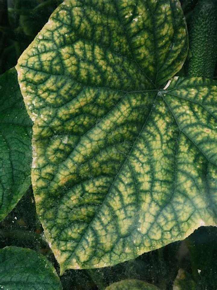 Why do my cucumber leaves turning yellow and white?
