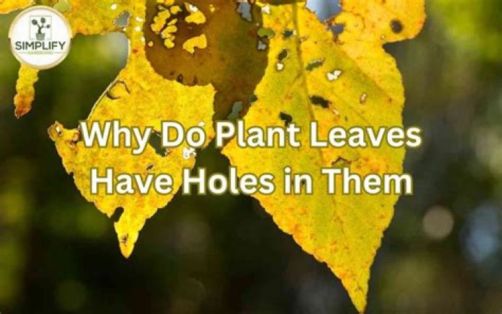 Why do my skip laurels have holes in the leaves?