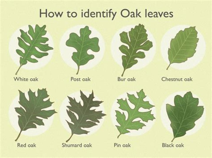 Why do oak leaves change color?