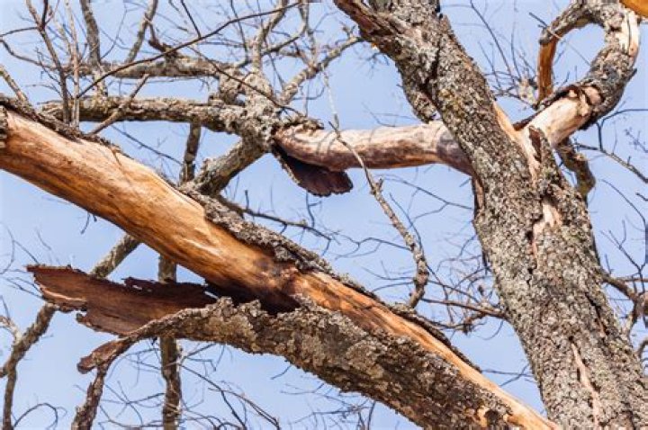 Why do oak tree branches fall off?