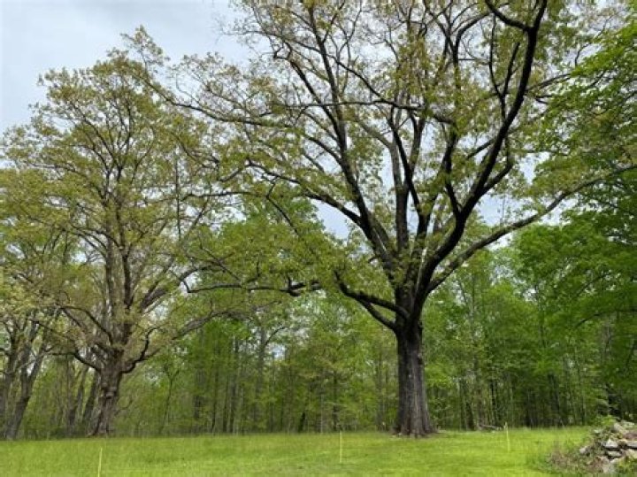 Why do oak trees turn black?