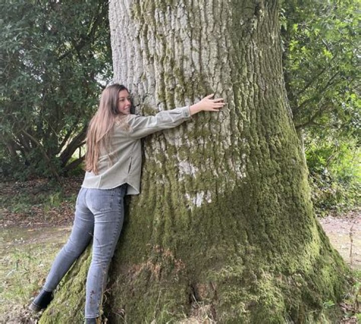 Why do oak trees weep?