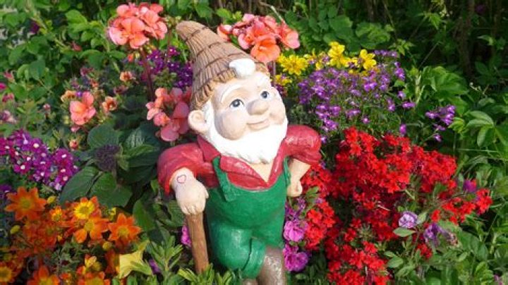 Why do people put gnomes in their lawn?
