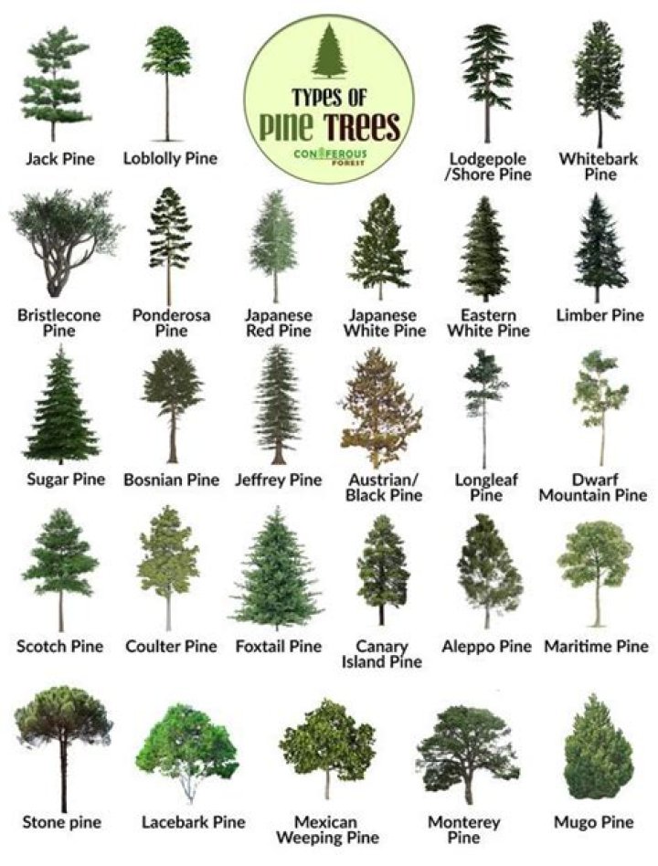 Why do pine trees bend at the top?