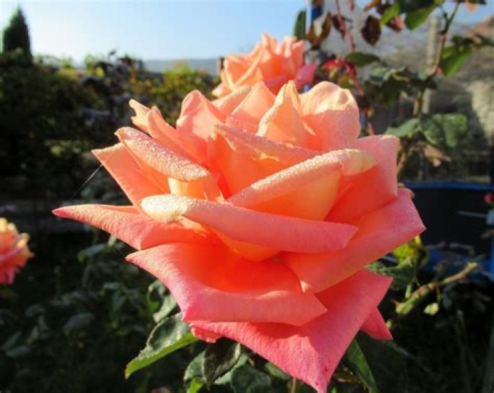 Why do plants have dew in the morning?