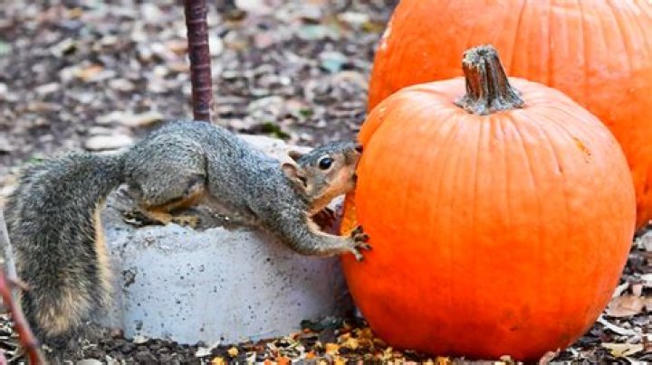 Why do squirrels keep eating my pumpkins?
