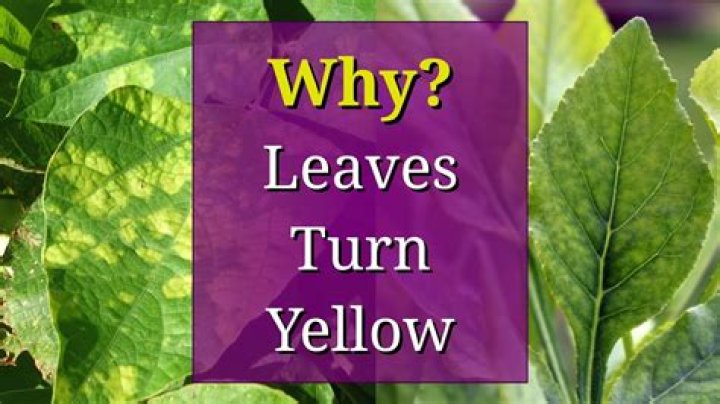 Why do the leaves on my tree turn yellow?