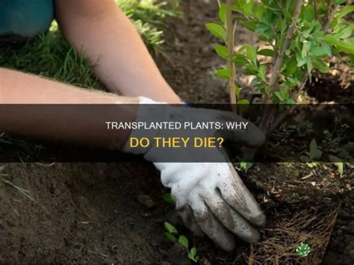 Why do trees die when transplanted?