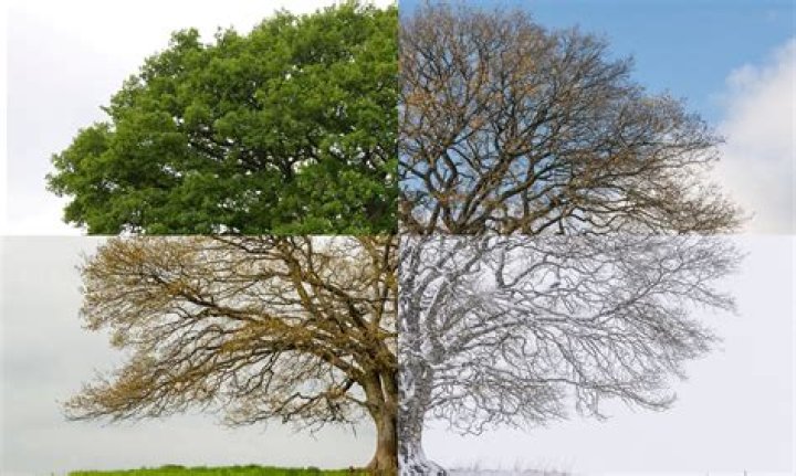Why do trees split at the bottom?