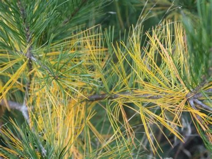 Why do white pine needles turn yellow?