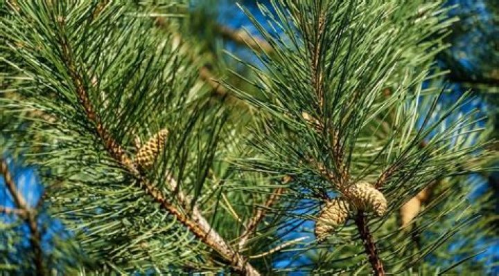 Why does a pine tree look green?