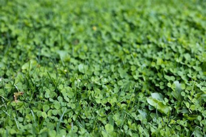 Why does clover grow in an older lawn and how does it benefit the lawn?