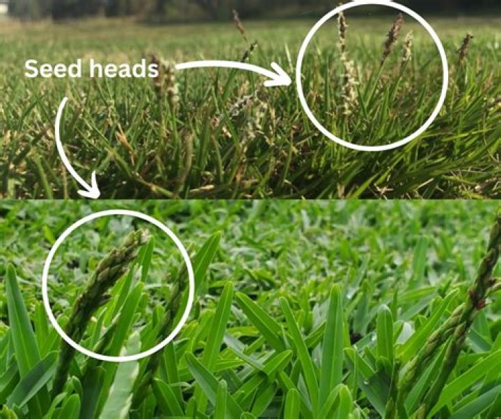 Why does grass grow in so many places?