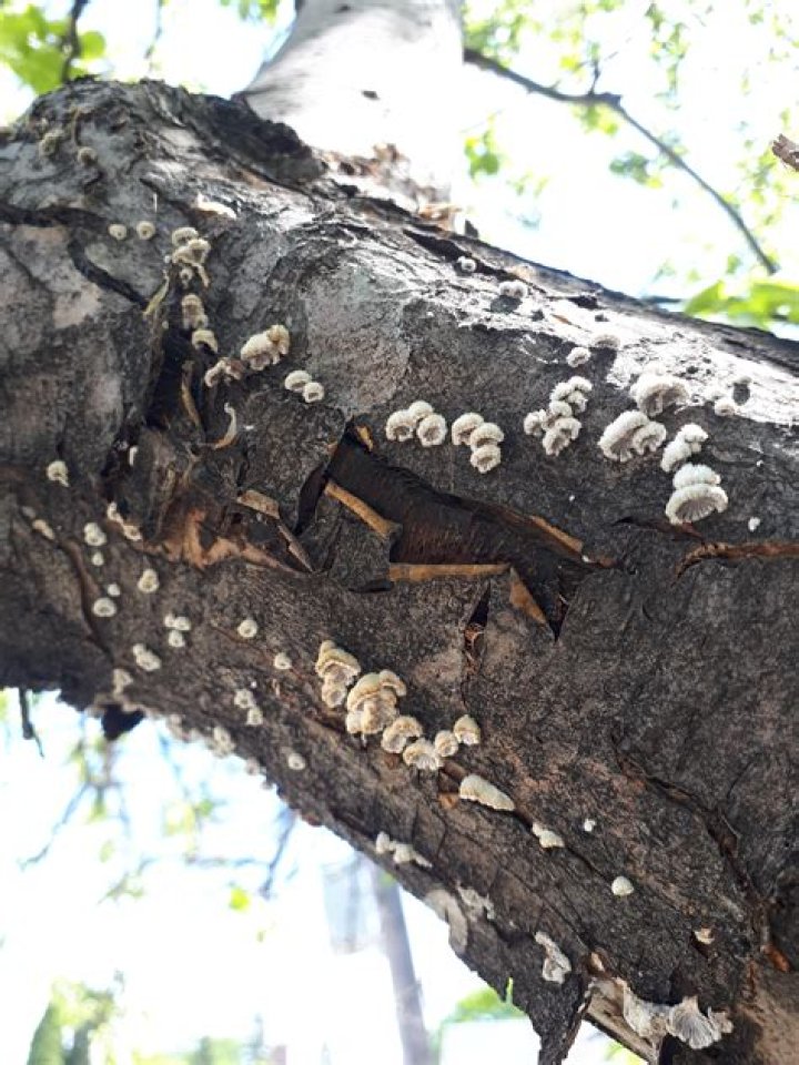 Why does my apple tree have white fungus?