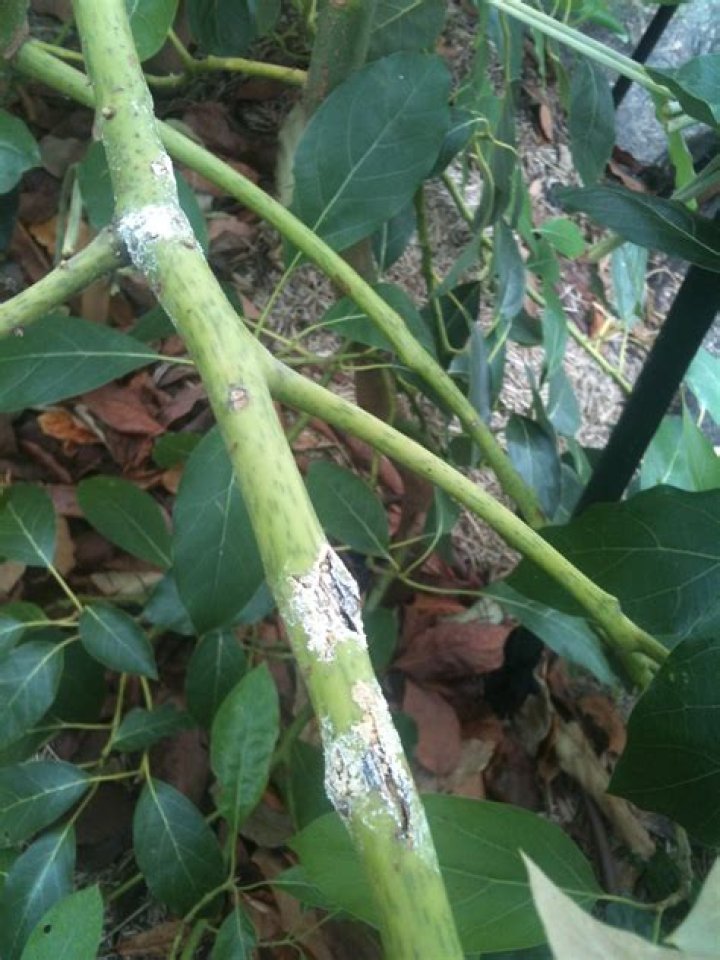 Why does my avocado plant have white spots?
