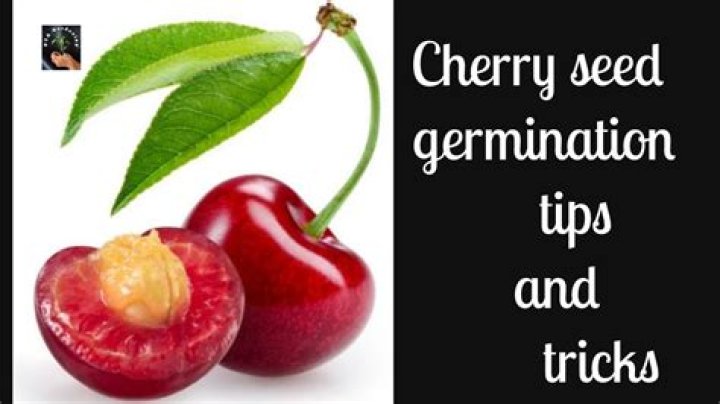 Why does my cherry tree have red spots?
