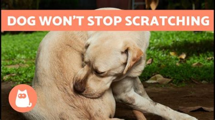 Why does my dog keep scratching and sneezing?