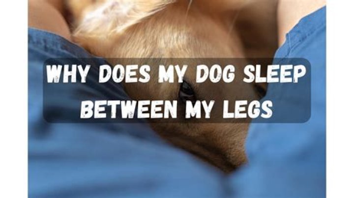 Why does my dog suddenly bark when sleeping?