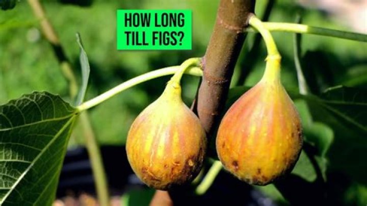 Why does my fig tree keep dying?