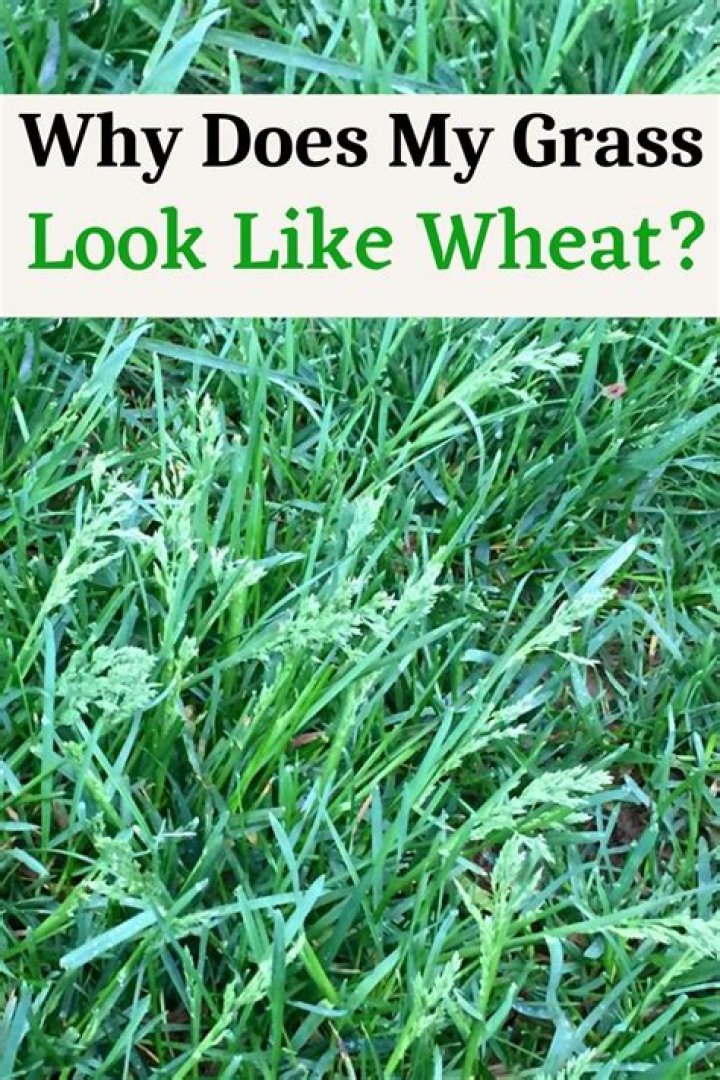 Why does my grass look neon green?