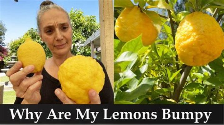 Why does my lemon tree have blooms but no lemons?