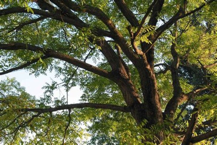 Why does my locust tree have dead branches?