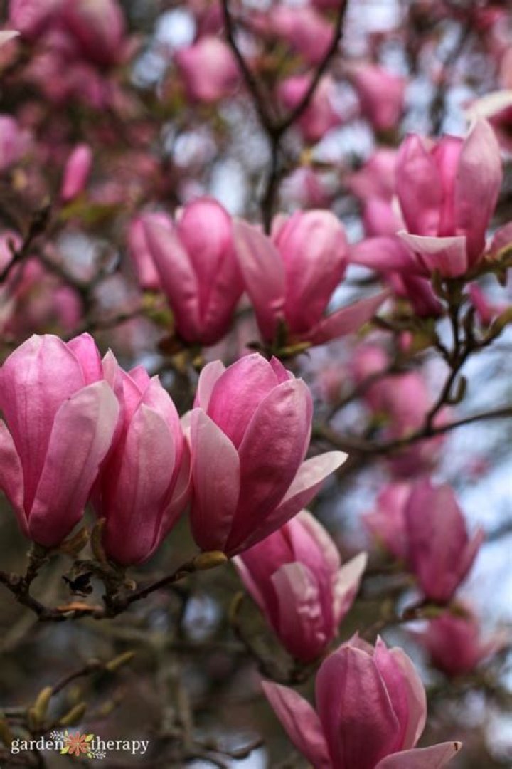 Why does my magnolia tree look so bad?