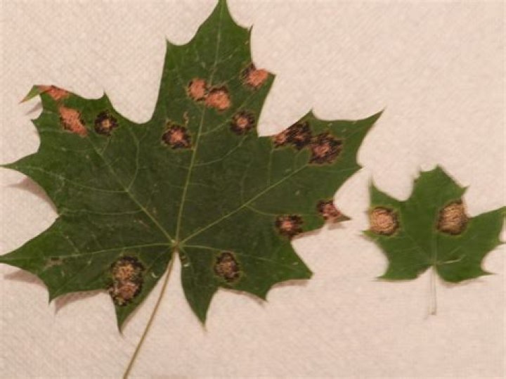 Why does my maple tree have brown spots on the leaves?