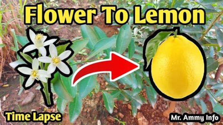 Why does my Meyer lemon tree have flowers?