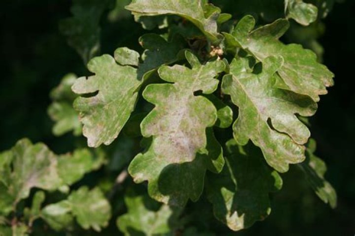 Why does my oak tree have brown spots on the leaves?