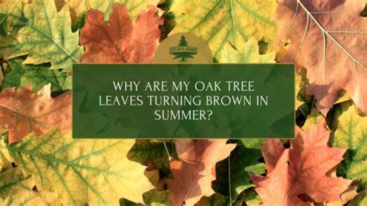 Why does my oak tree not have leaves?