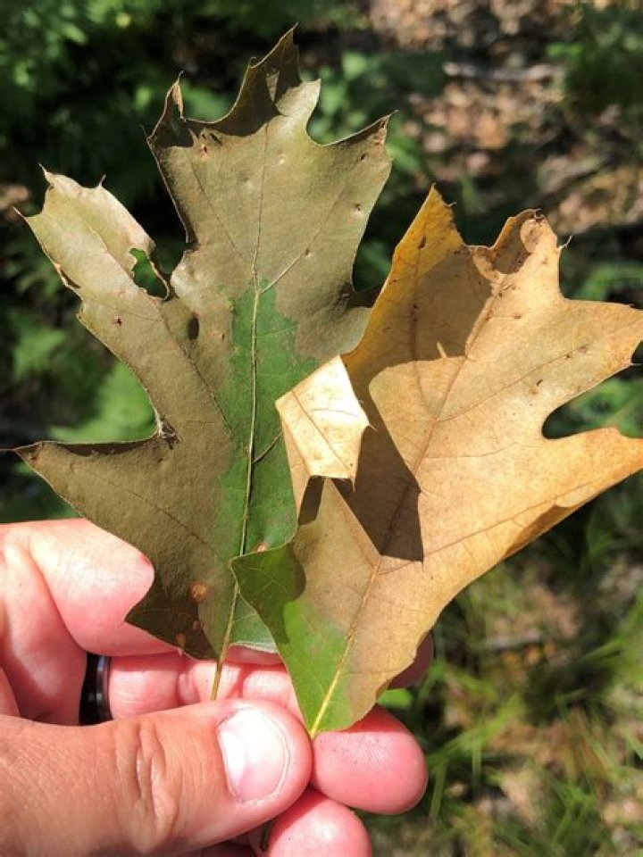 Why does my oak tree still have leaves?