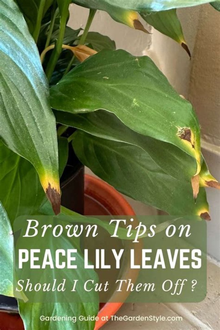Why does my peace lily have brown patches?