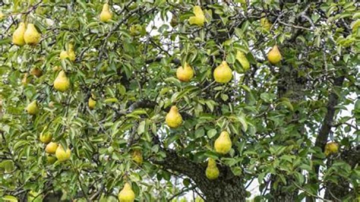 Why does my pear tree have no leaves?