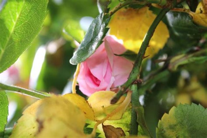 Why does my rose bush have flowers but no leaves?