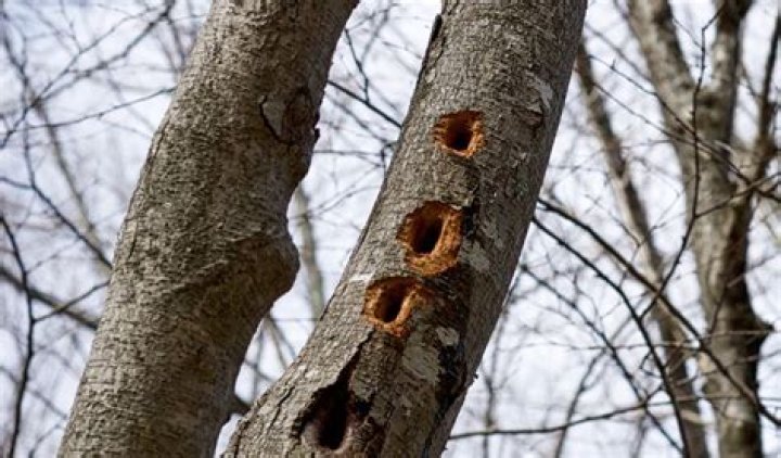 Why does my tree have small holes?