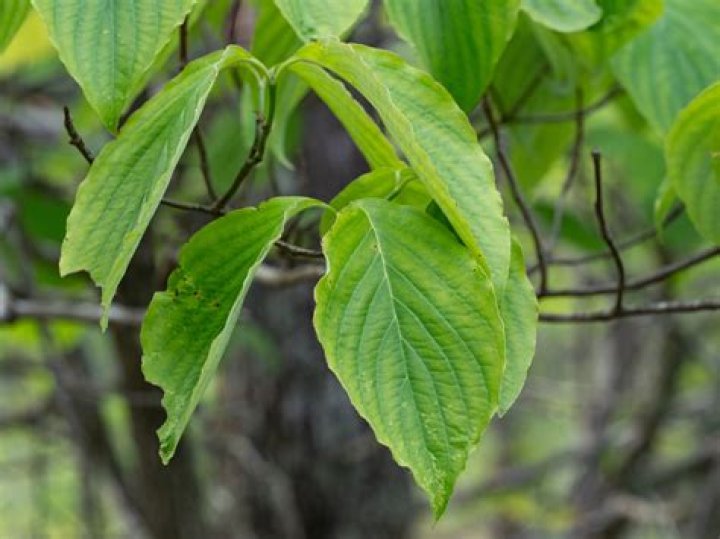 Why does only half my tree have leaves?