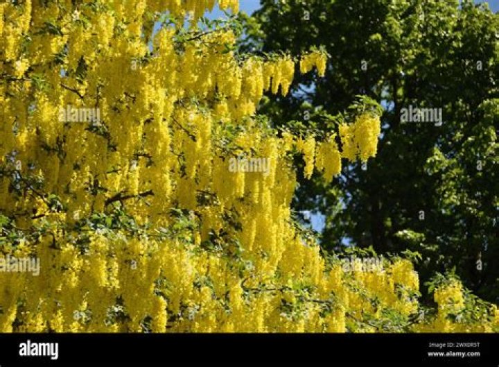 Why has my Laburnum tree died?