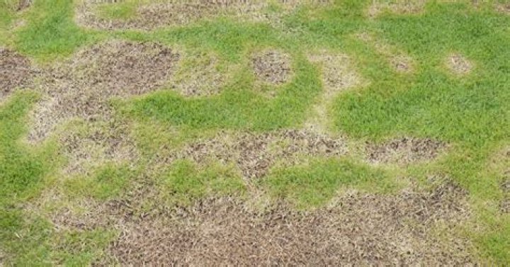 Why has my lawn developed brown patches?