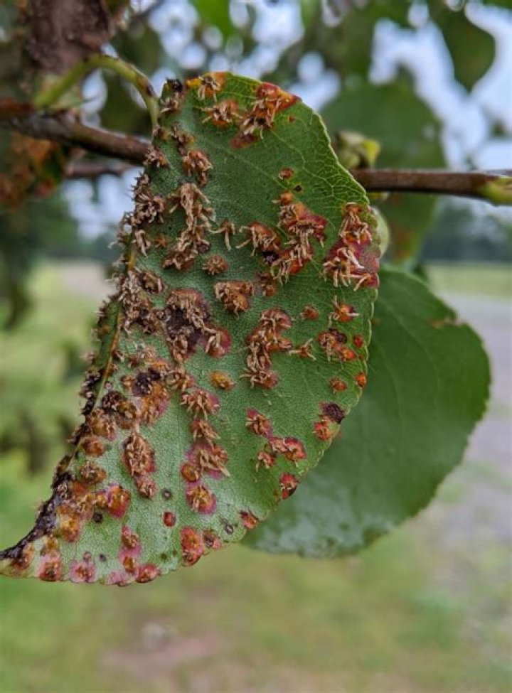 Why has my pear tree got brown spots on the leaves?