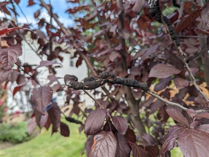 Why has my plum tree got leaf curl?