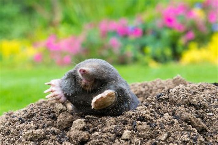 Why have moles suddenly appeared in my garden?