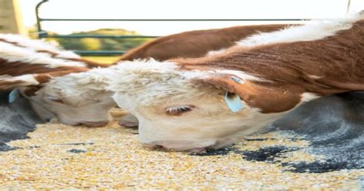 Why is feeding cows corn bad?
