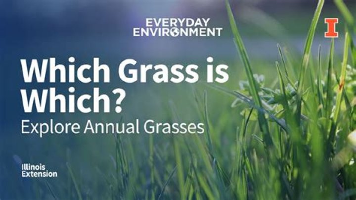 Why is grass so important?