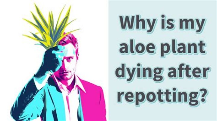 Why is my aloe plant dying after repotting?