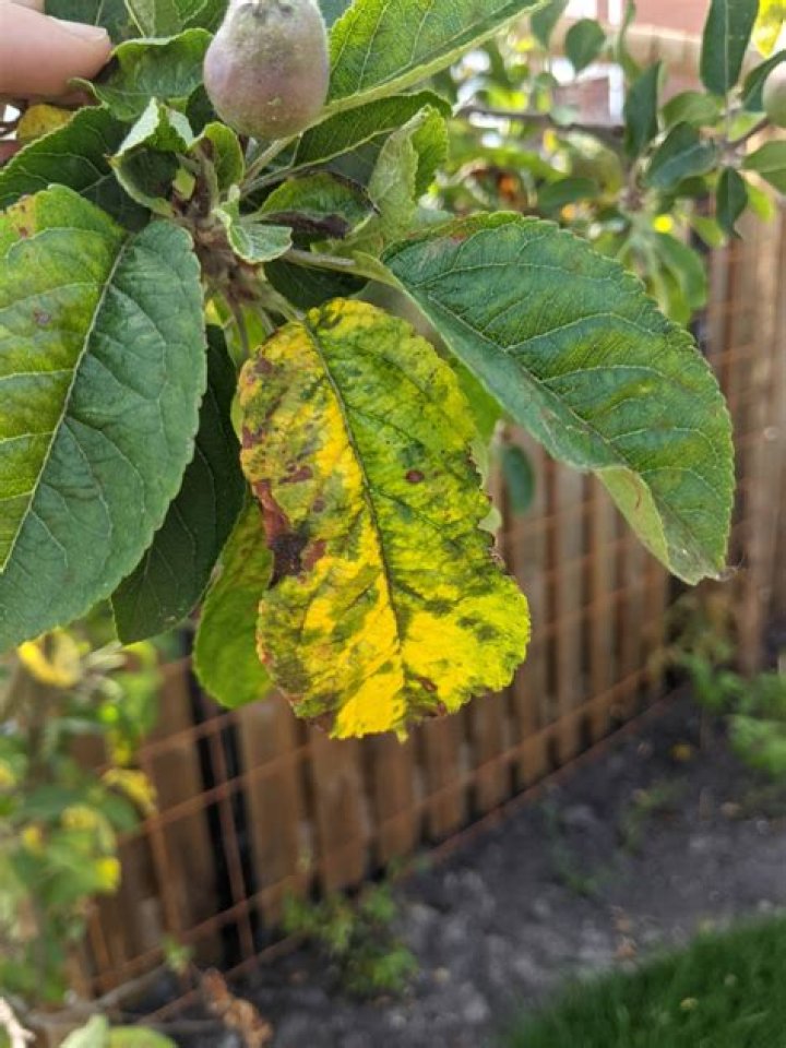 Why is my apple tree getting yellow leaves?