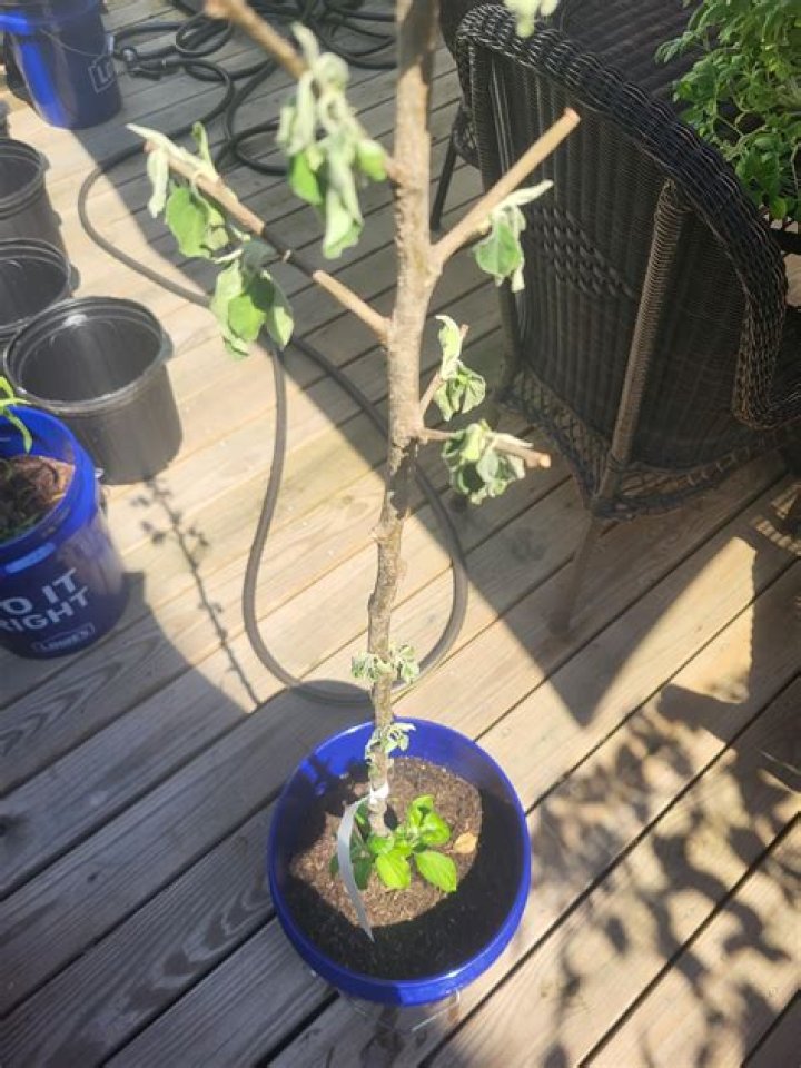 Why is my apple tree wilting?